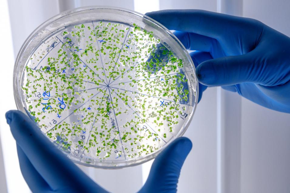 El control de la contaminación microbiana